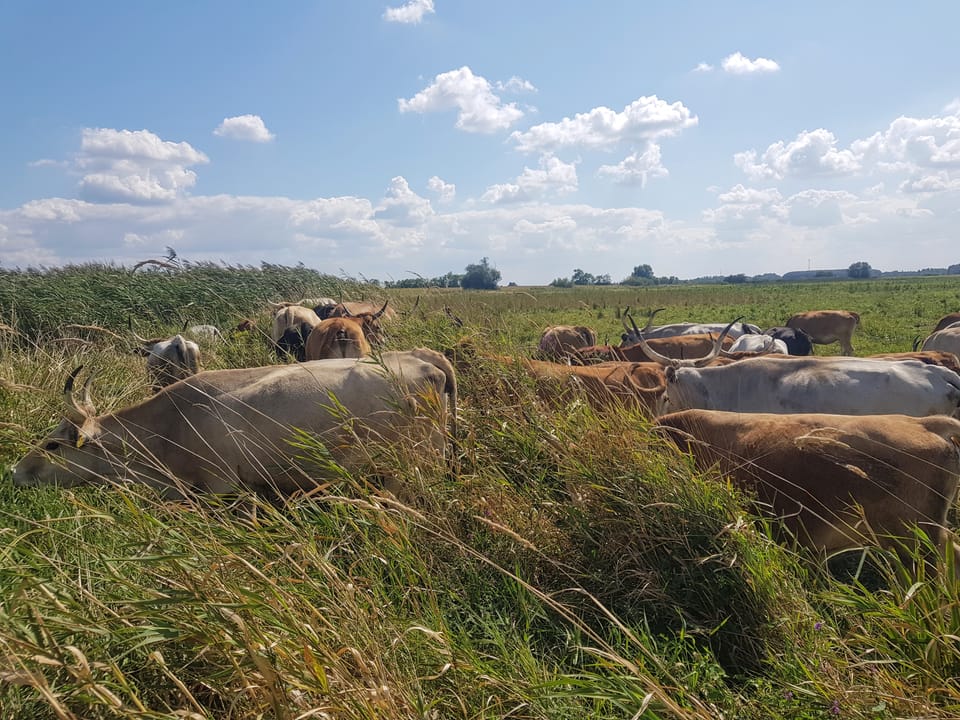 Legeltetés aszályban - műhelymunka